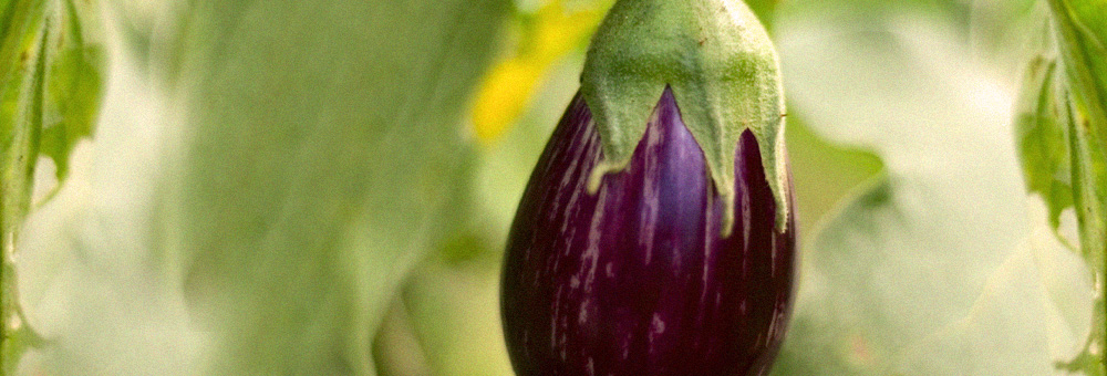 Recepta: mini albergínies amb curri de verdures