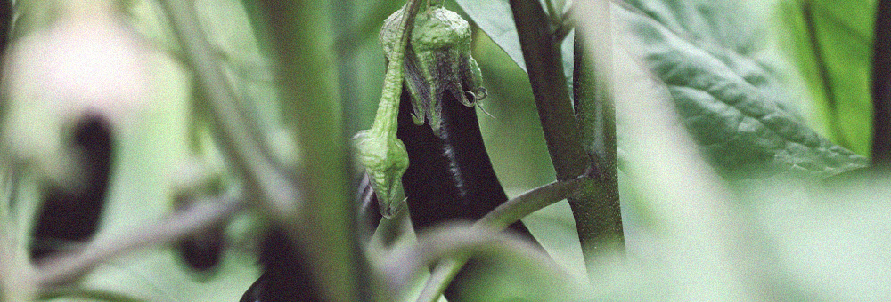 ¡Descubre las peculiaridades de la berenjena larga!