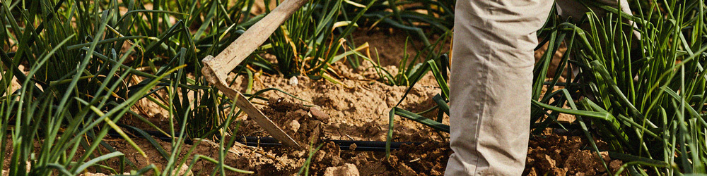 Descobreix els camps de calçots!
