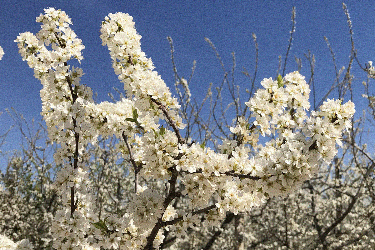 Visita els nostres camps florits!