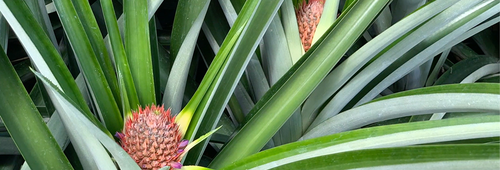 ¡Descubre cómo se cultivan nuestras piñas!