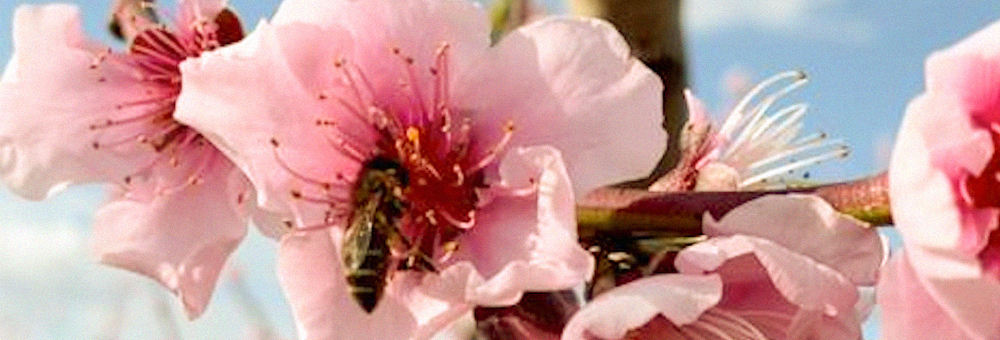 El secret de la fruita dolça