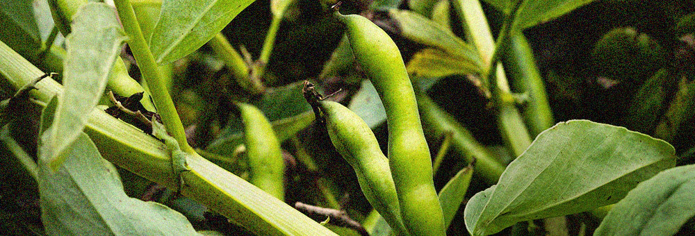 T’ensenyem els nostres camps de faves de Vilanova del Vallès!