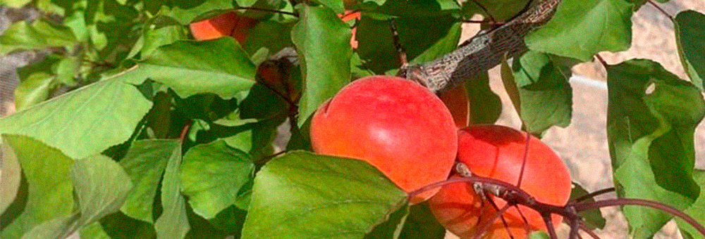 Albercocs, en el seu punt màxim de sabor