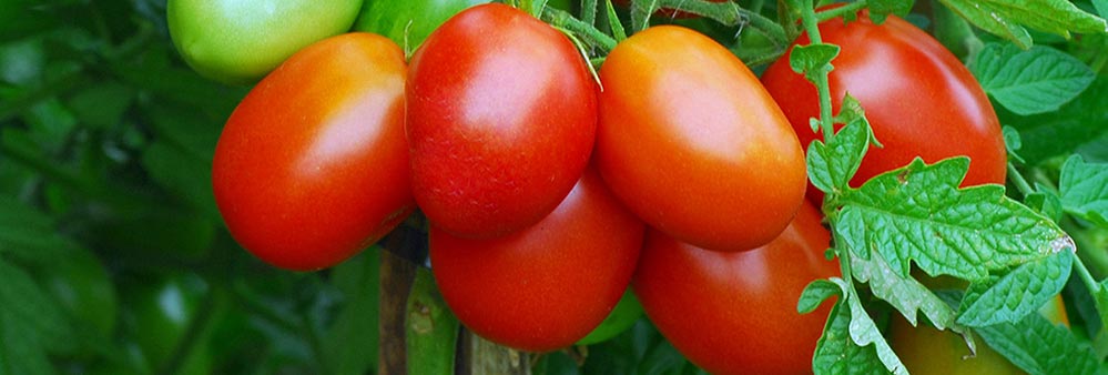 Els tomàquets, una gran font d’antioxidants!