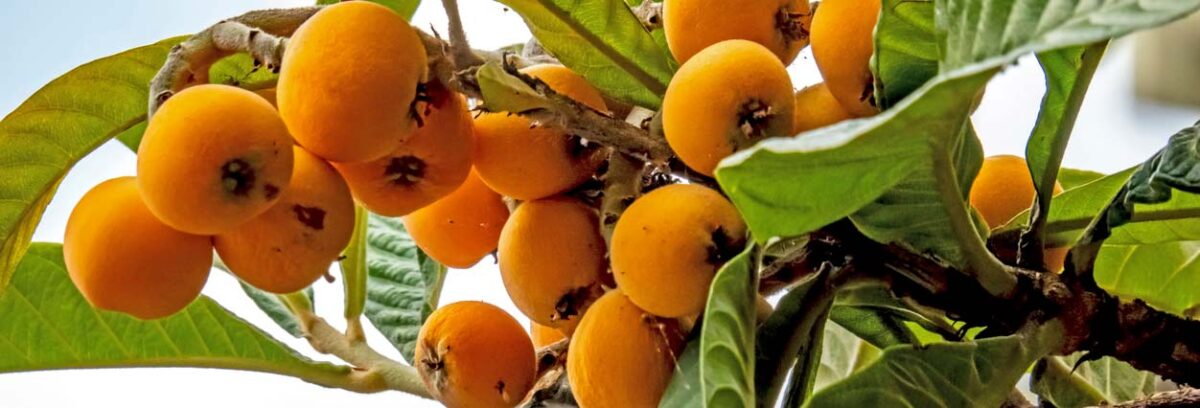 Gaudeix de les nespres i descobreix quins beneficis t’aporten!