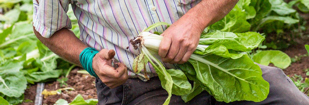 T’expliquem els secrets de les nostres bledes!