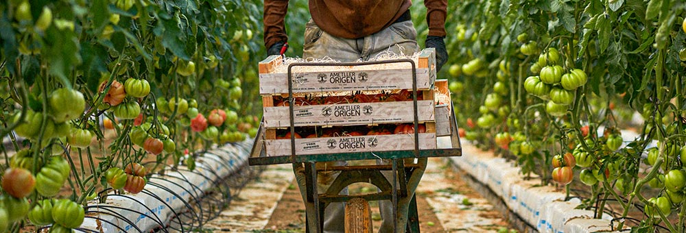 Cultivem seguint els criteris de l’agricultura sostenible