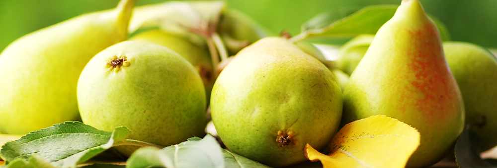 Gaudeix de la pera Ercolina i conserva-la fresca com el primer dia