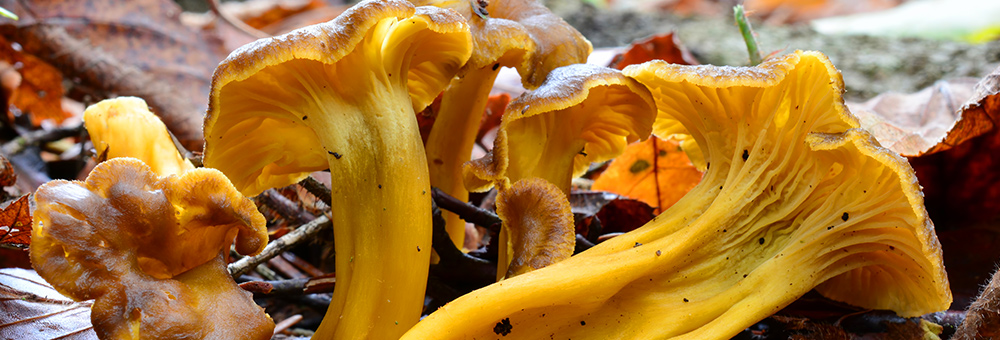 Què pots cuinar amb els camagrocs?