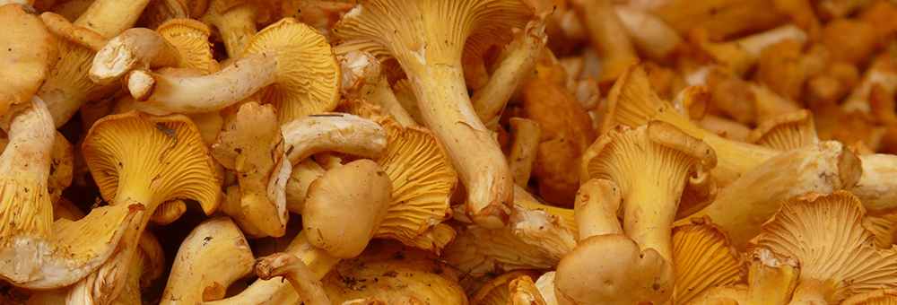 El millor aliat per a les receptes de tardor: el rossinyol