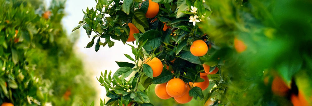 Gaudeix de les mandarines i taronges dels nostres camps i evita el malbaratament alimentari