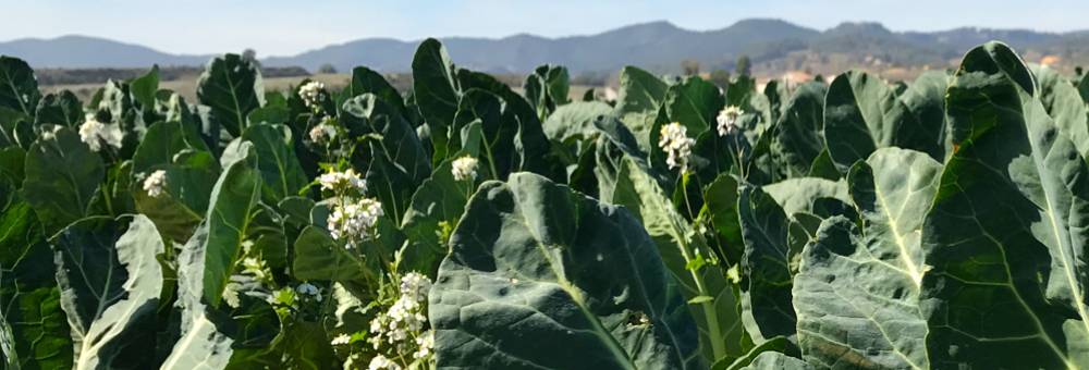 Endevina quina verdura de temporada cultivem en aquests camps