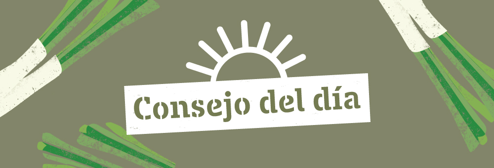 Aprovecha las hojas verdes de los calçots