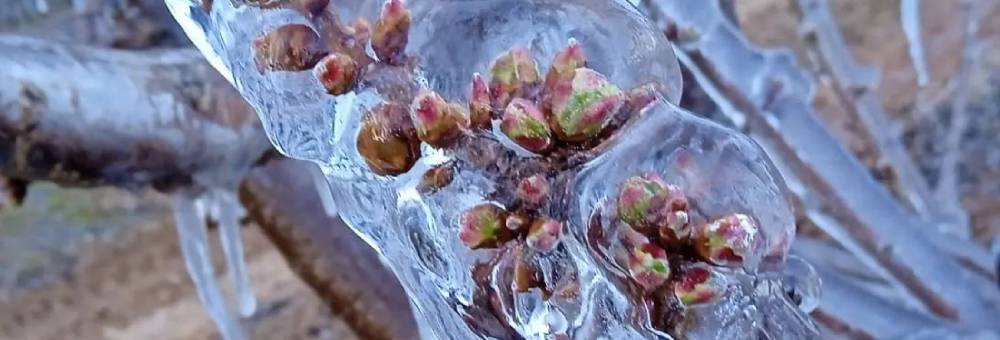 Adivina qué fruta de temporada protegemos con estos “iglús naturales”