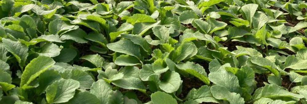 Quina verdura de temporada s’amaga sota aquestes fulles?