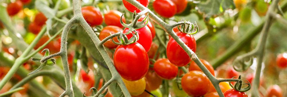 Saps quins són els beneficis dels tomàquets cherry?