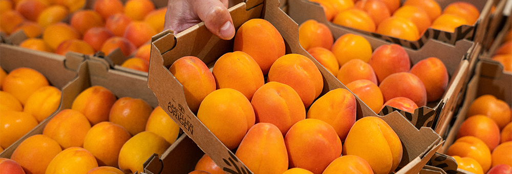 ¡Ya está aquí nuestro famoso albaricoque!