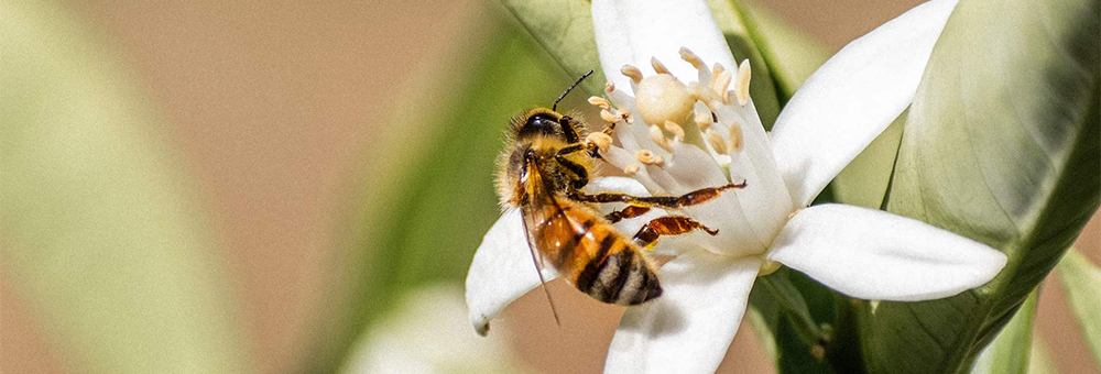 Saps quin és el paper de les abelles en l’alimentació?