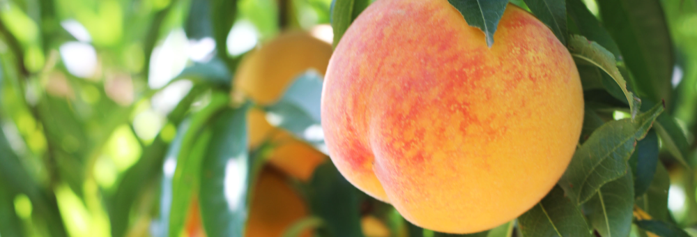 Dolços i carnosos, així són els nostres préssecs de vinya de collita pròpia