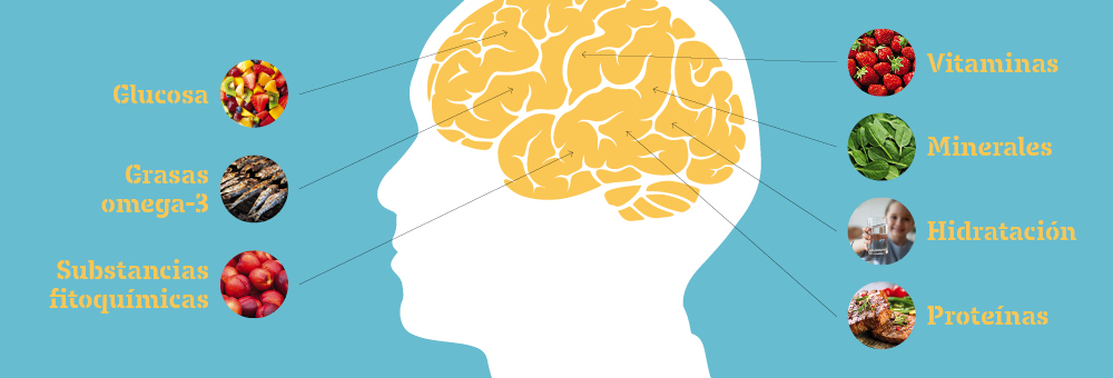 ¿Qué alimentos necesita el cerebro para funcionar?