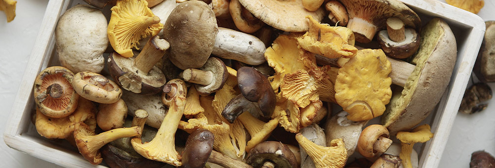 Quins són els tipus de bolets comestibles més comuns?