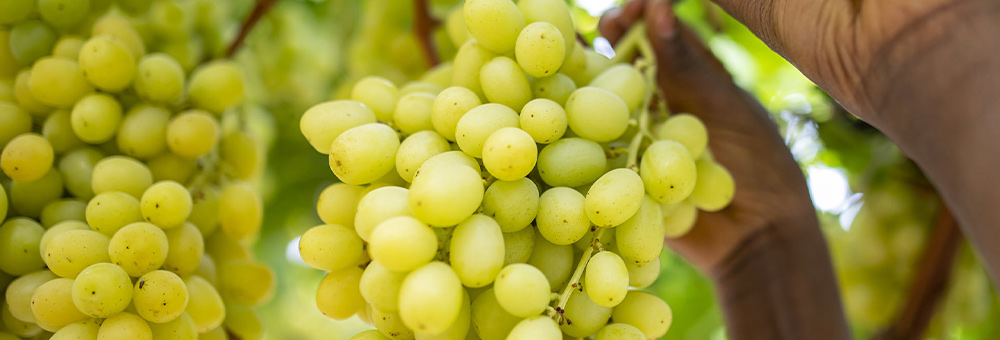 El raïm blanc: energètic i antioxidant