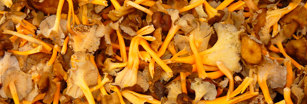 Descobreix els usos culinaris dels camagrocs