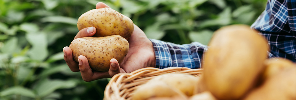 ¿Sabes cuáles son los alimentos que contienen más potasio?