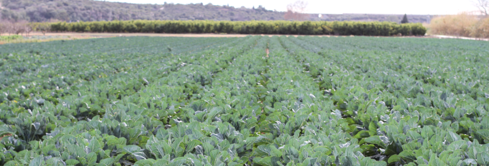 Cultivamos más de 60 hectáreas para ofrecerte las mejores crucíferas