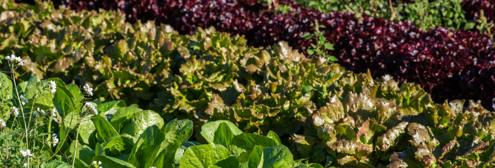Has sentit mai a parlar de la turgència?
