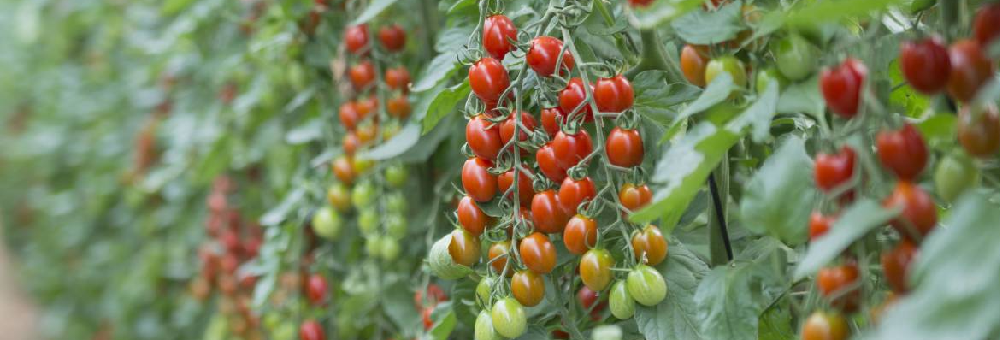 Cultivem una varietat única de tomàquet cherry