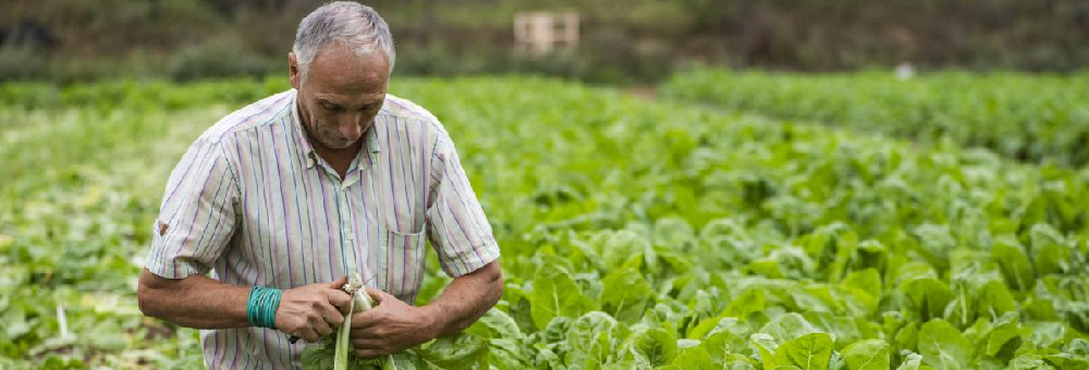 Les nostres bledes, les més fresques i saboroses del mercat