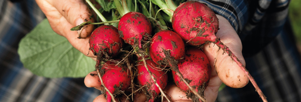 Cada setmana plantem 1.500 m2 de raves al Maresme