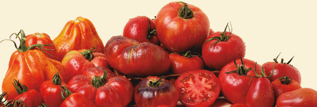 Busquem el sabor del 2024: tu decideixes quins tomàquets menjaràs l’any vinent!
