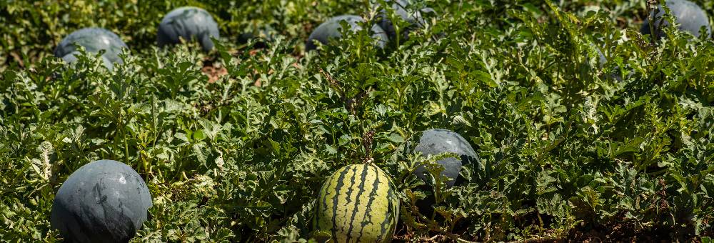T’expliquem con cultivem les síndries més dolces