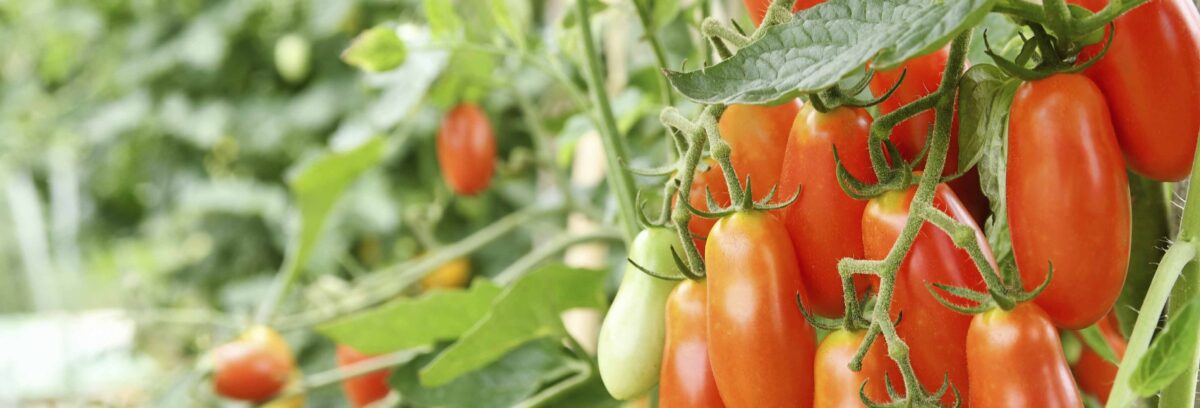 Saps com gaudir del tomàquet pebrot?