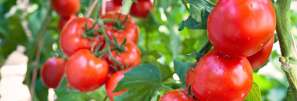 Tomàquet de branca, el millor per als teus gaspatxos