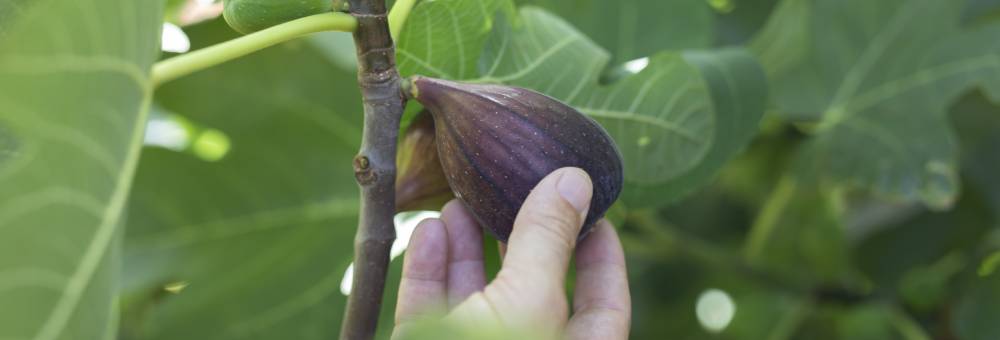 El higo, cosecha manual y por la mañana