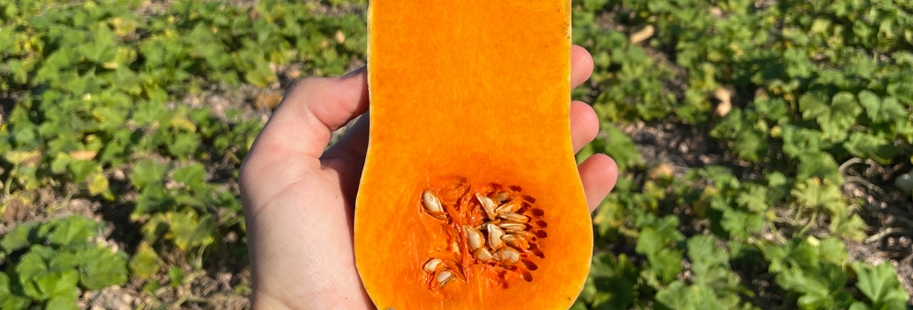 ¿Quieres saber todos los secretos de cómo cultivamos nuestras calabazas?