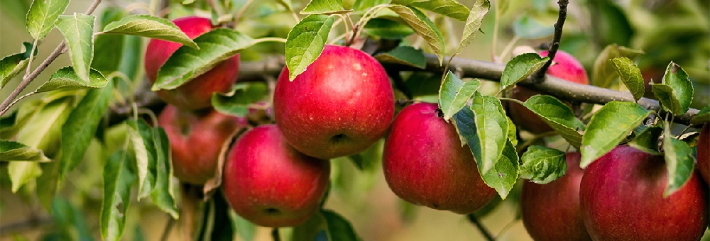 Cultivamos de manera exclusiva la manzana RedGold Prinieus Catalans, una variedad más dulce y crujiente