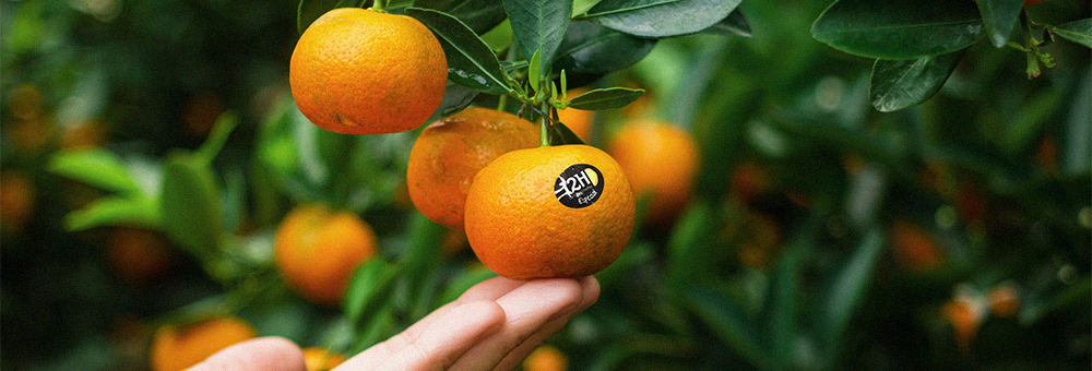 Te contamos cuáles son los secretos de nuestras mandarinas clemenules de cosecha propia
