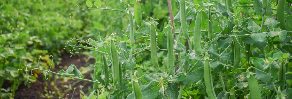 Visita els nostres camps de pèsols al Maresme!