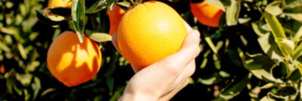 Nuestras naranjas y mandarinas de cosecha propia ya están aquí